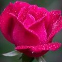 rose de jardin
