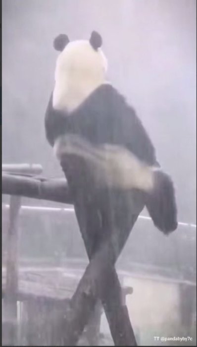 Дождь и Панда.jpg